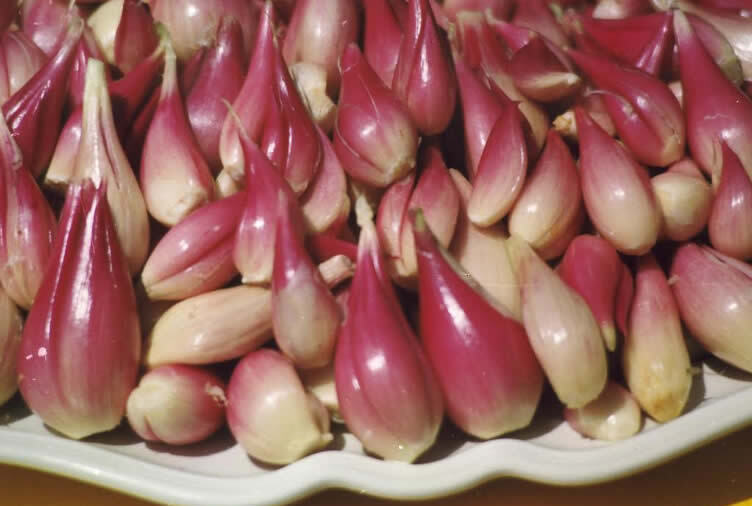 Romagna PGI 의 샬롯은 특정 플라스크 모양,코리 껍질을 가지고 있습니다 - Riolo Terme | Secret World Trip Planner