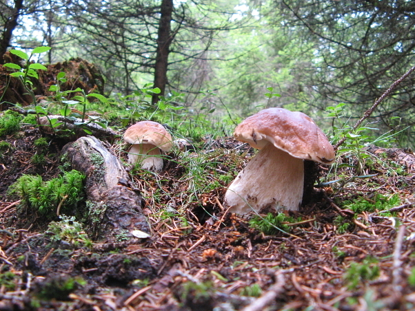 Borgotaro seene kasvab Borgo Val di Taro ja Albareto metsas p - Borgo Val di Taro | Secret World Trip Planner