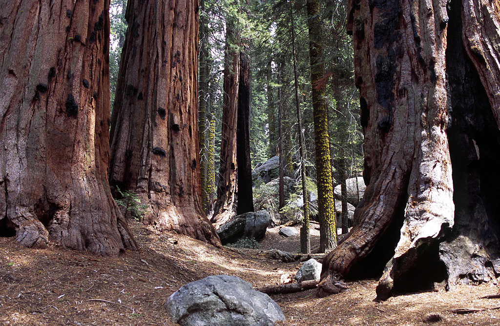 Гіганти Сили