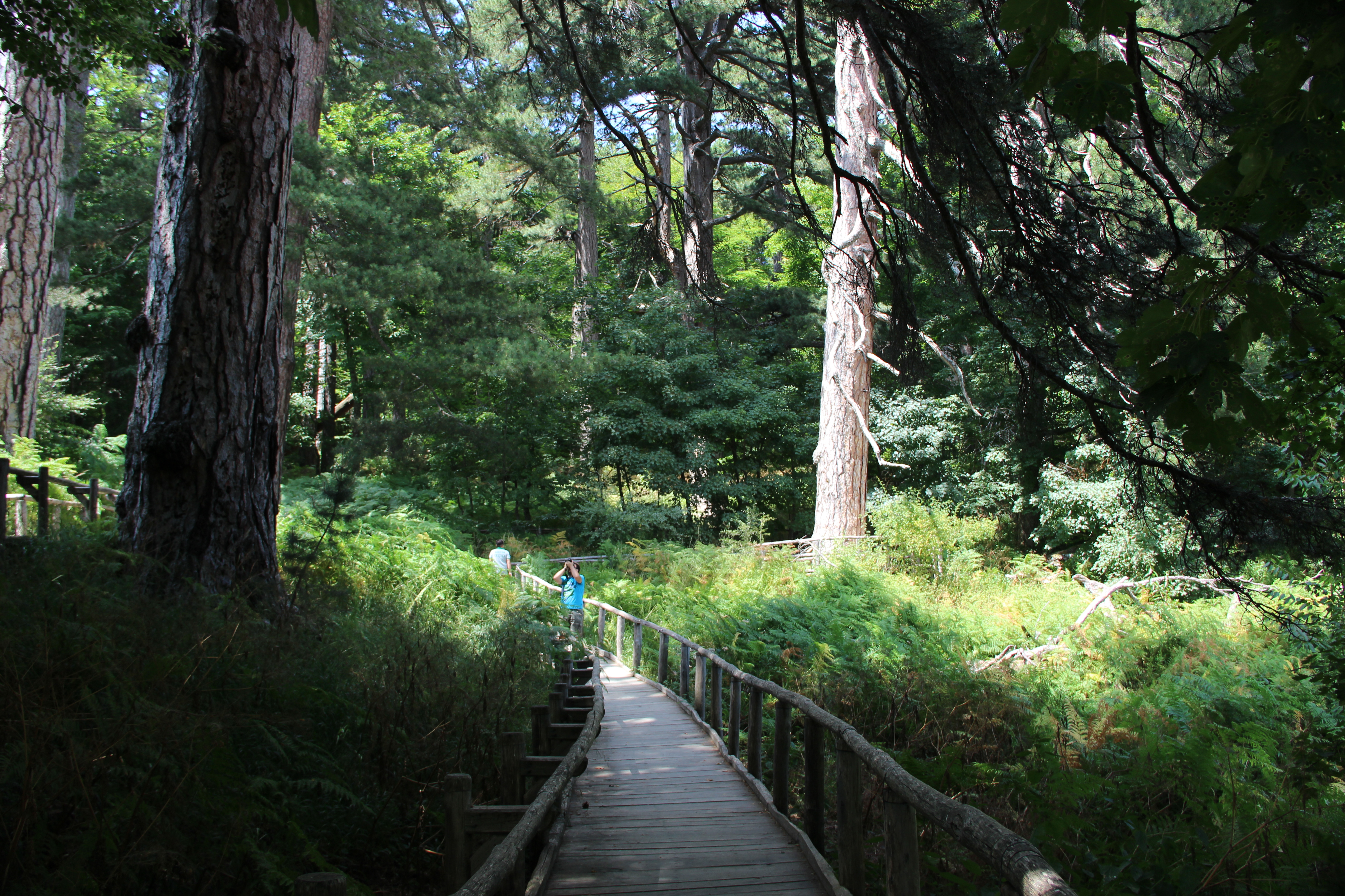 Гіганти Сили