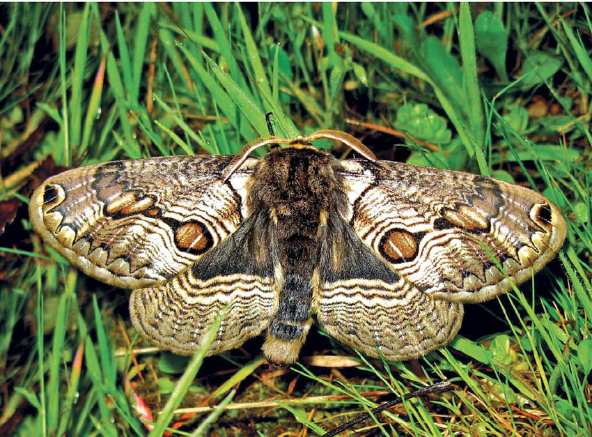 Vulturul Brahmea - un fluture unic în lume - Laghi di Monticchio | Secret World Trip Planner