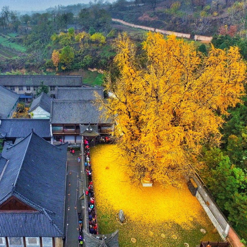 银杏，世界上最古老的金树 - Linfen | Secret World Trip Planner