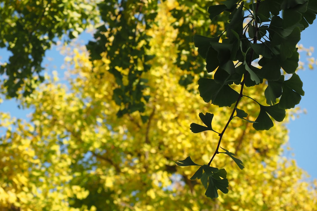 银杏，世界上最古老的金树 - Linfen | Secret World Trip Planner