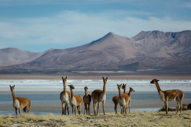 ذخیرهگاه ملی لاس ویکوناس | Secret World Trip Planner