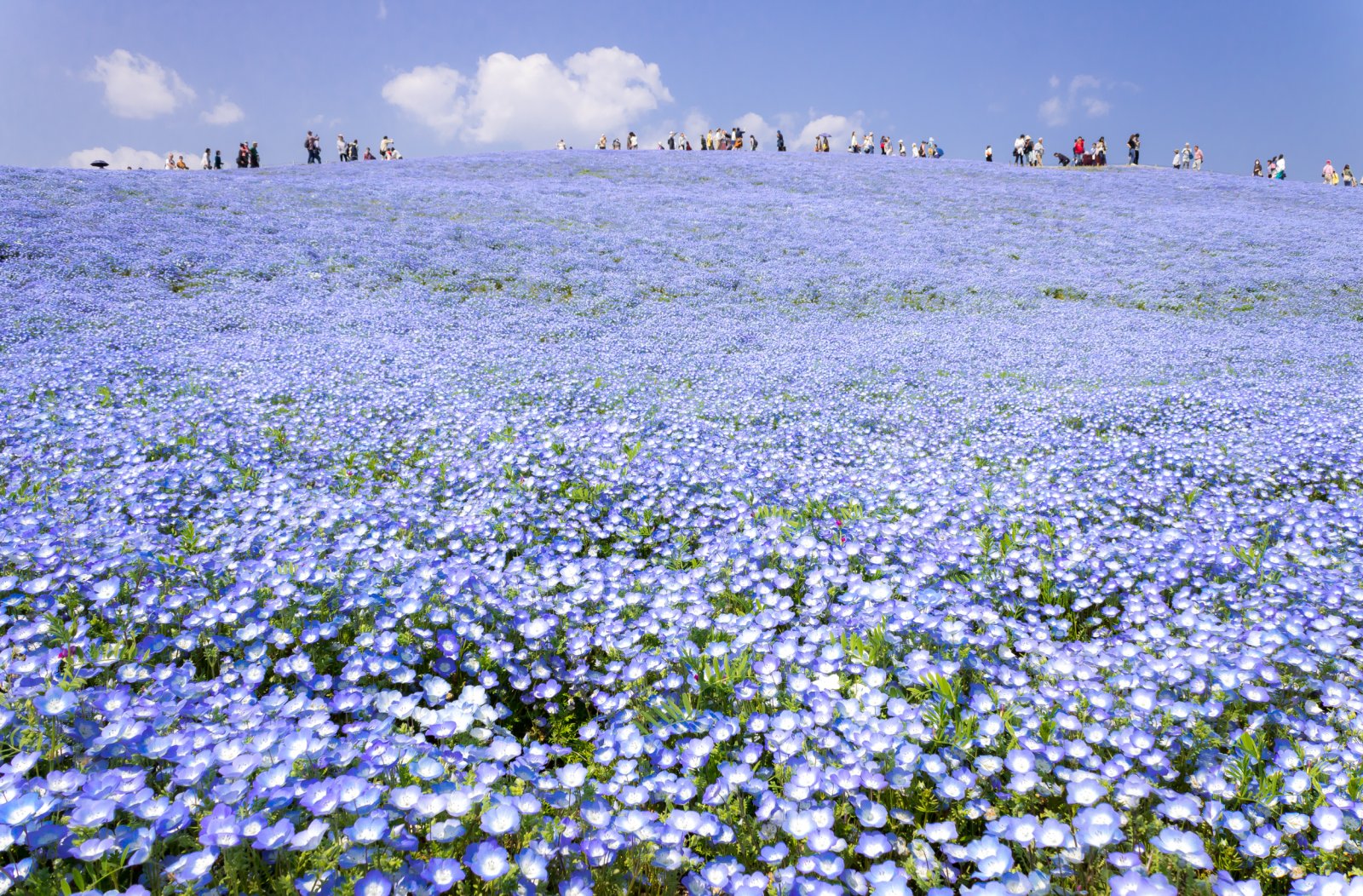 Hitachi Seaside Park Ibaraki, Japonya - Ibaraki | Secret World Trip Planner