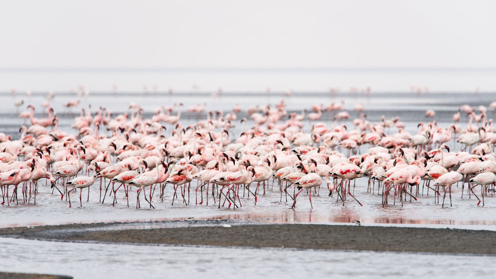 El lago Natrón en Tanzania. | Secret World Trip Planner