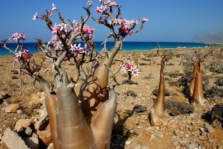 索科特拉岛，也门 | Secret World Trip Planner