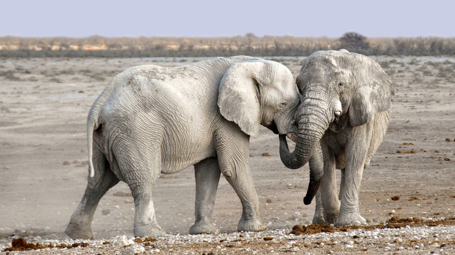 Namibia, Elephant
