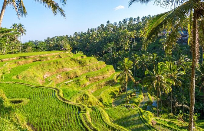 rice farm